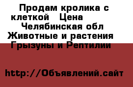 Продам кролика с клеткой › Цена ­ 2 200 - Челябинская обл. Животные и растения » Грызуны и Рептилии   